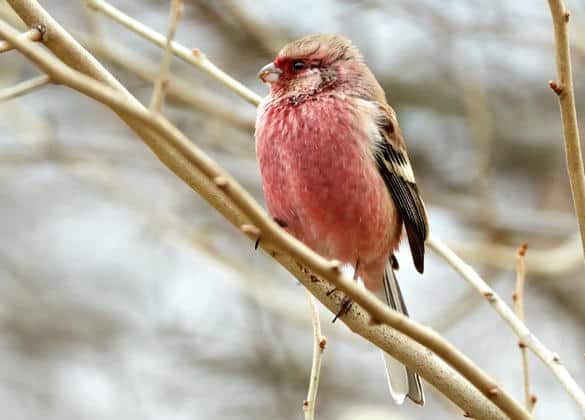 動物図鑑・ベニマシコ